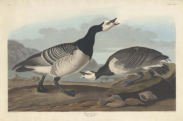 Barnacle Goose (Plate Ccxcvi)
