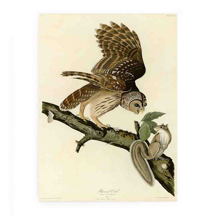 Barred Owl (Plate 46)
