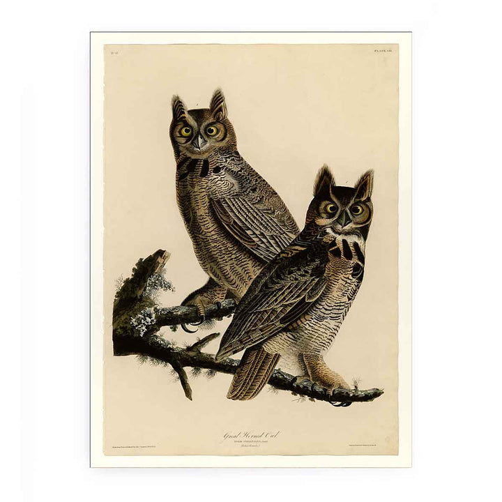 Great Horned Owl (Plate 61)
