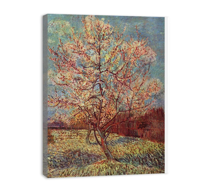 Peach Tree in Blossom / Flowering Peach Tree  canvas Print