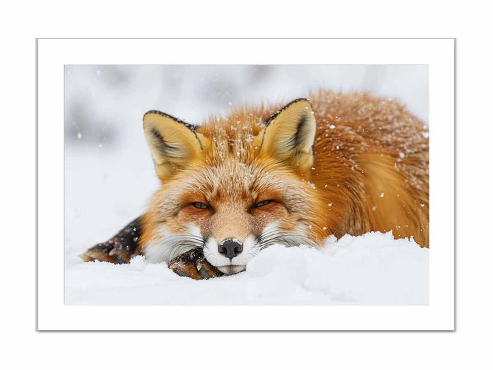 Fox  framed Print