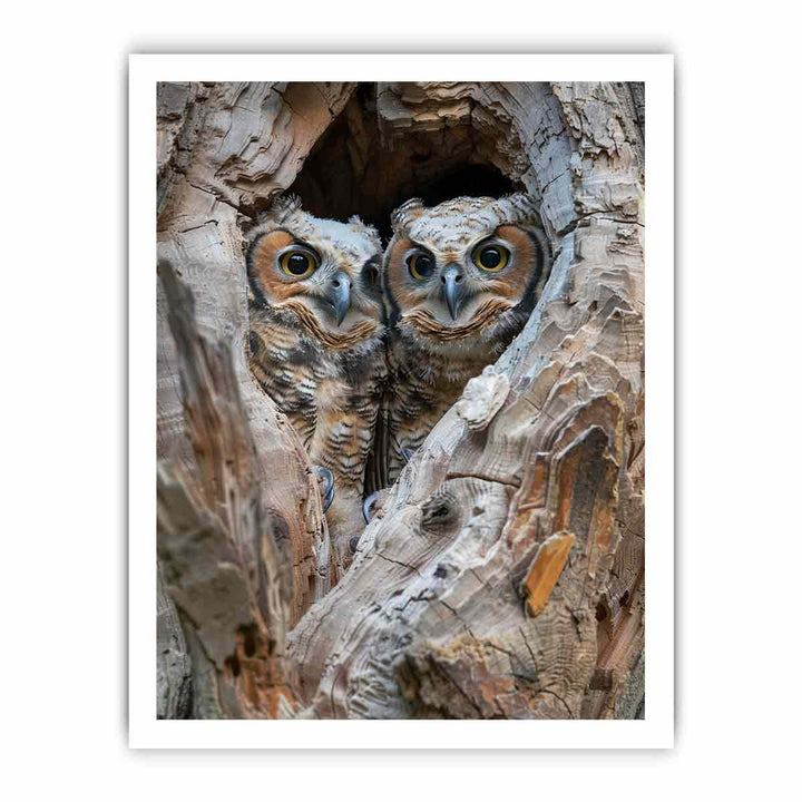 Owlets In Nest Cavity  framed Print