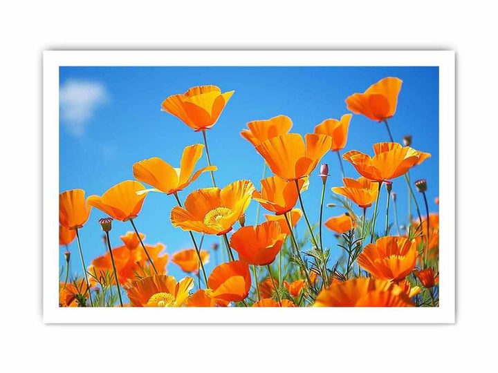 Poppies framed Print