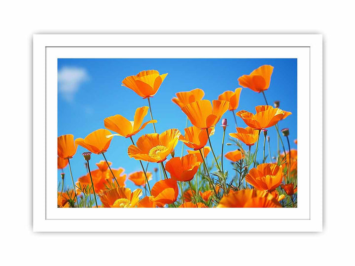 Poppies framed Print