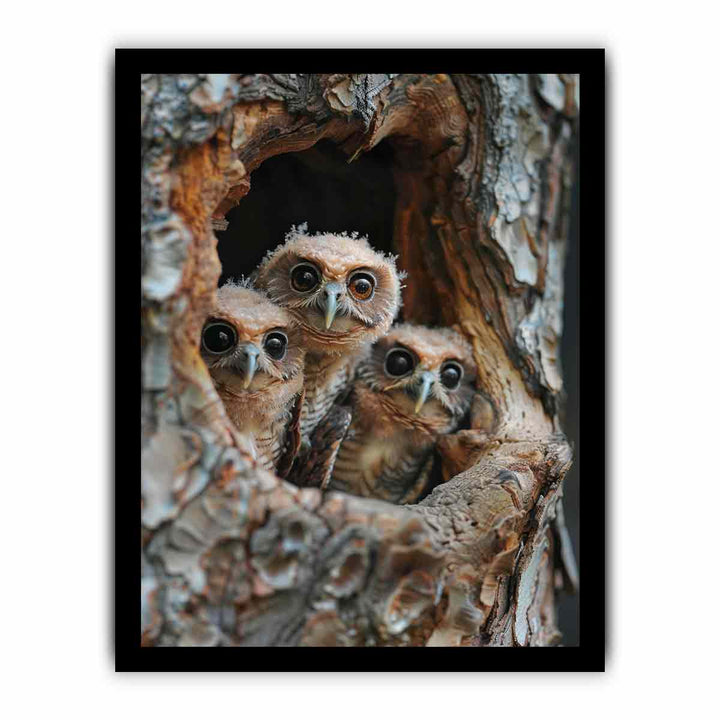 Three Owls framed Print