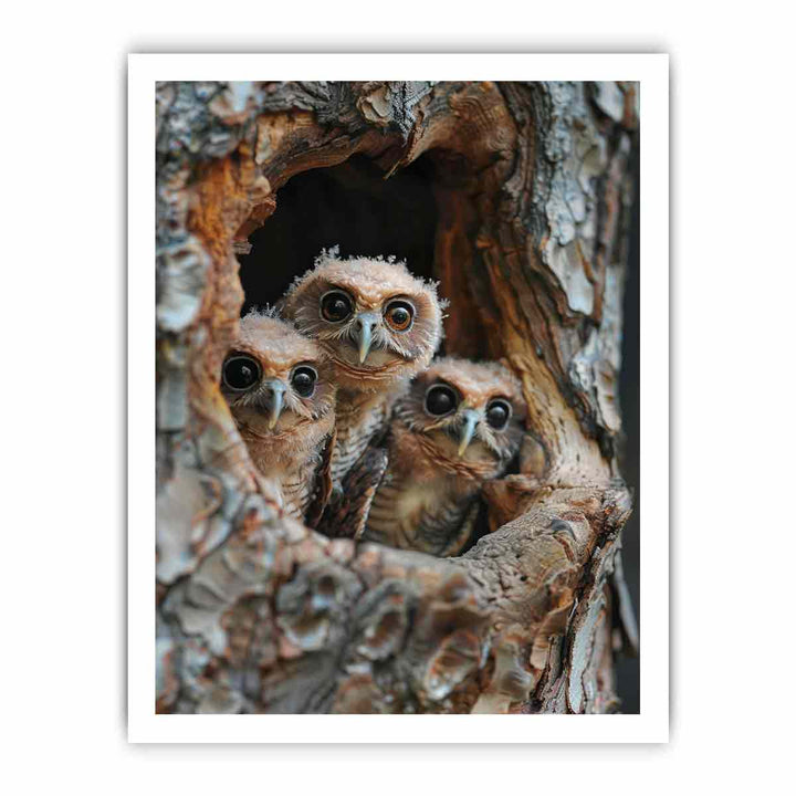 Three Owls framed Print