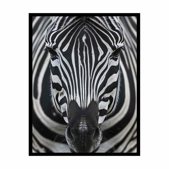  Zebra  Nearby canvas Print