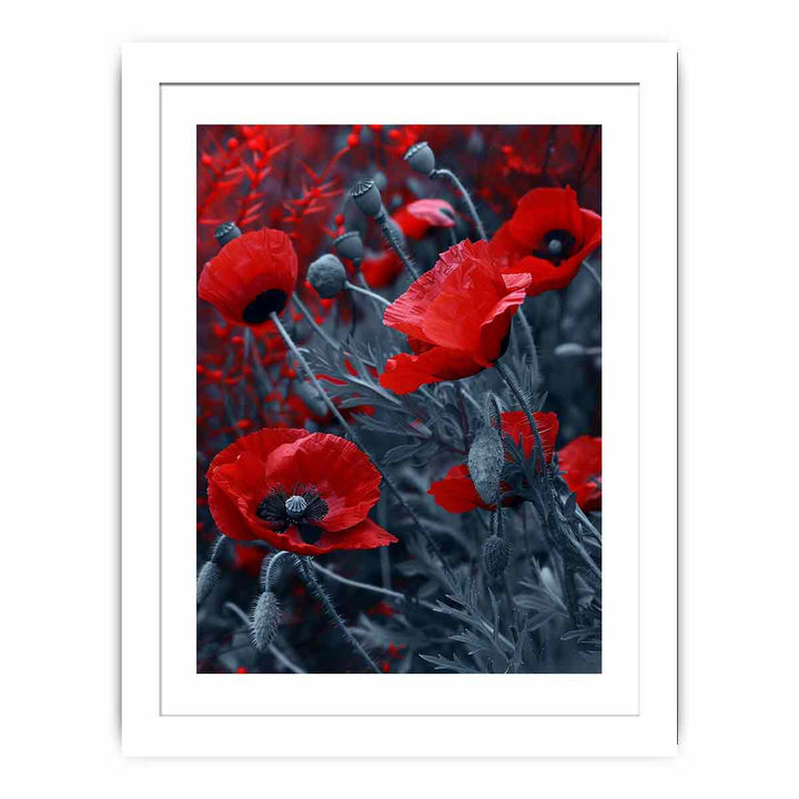 Red  Poppies framed Print