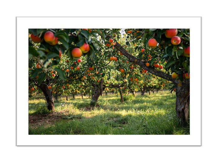 Orchards Art framed Print