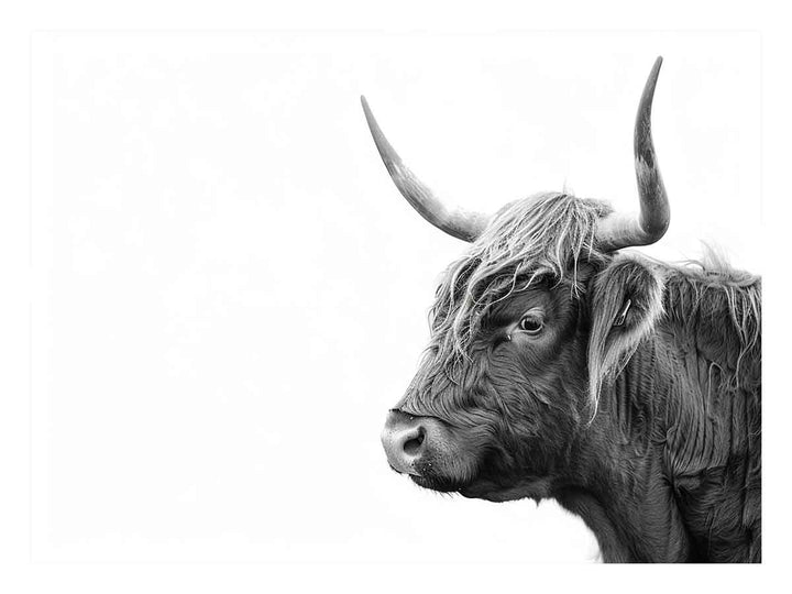 Cow Art Art Print