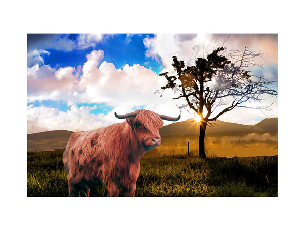 Highland Cow