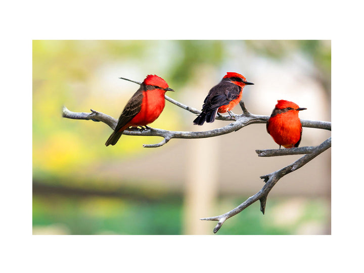 Colorful Birds Painting