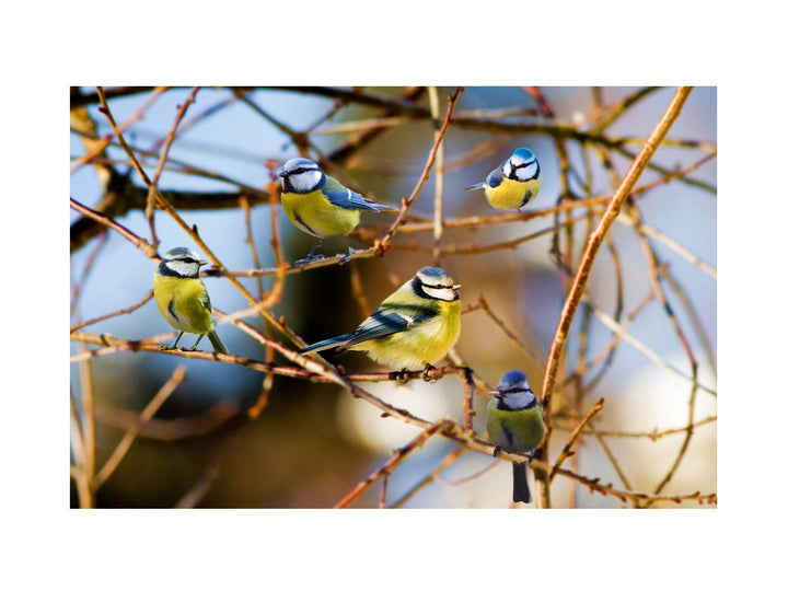 Five Bird Painting