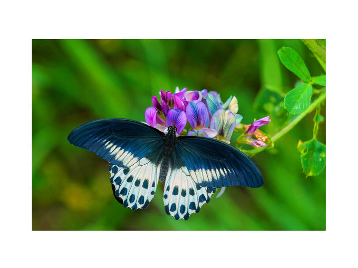 Butterfly On Flower Painting