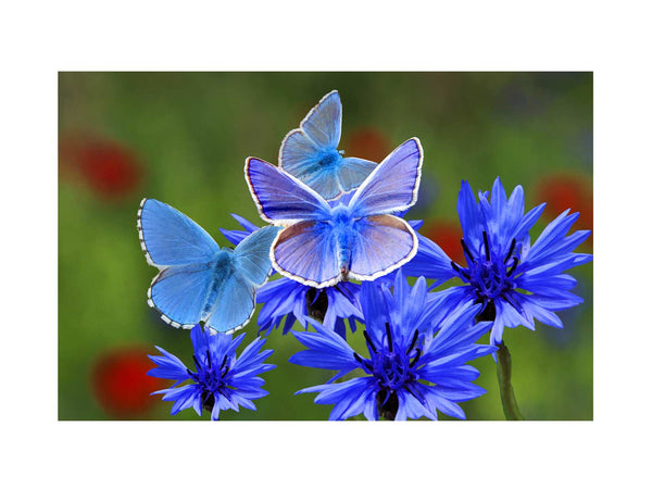 Blue And White Butterfly Painting