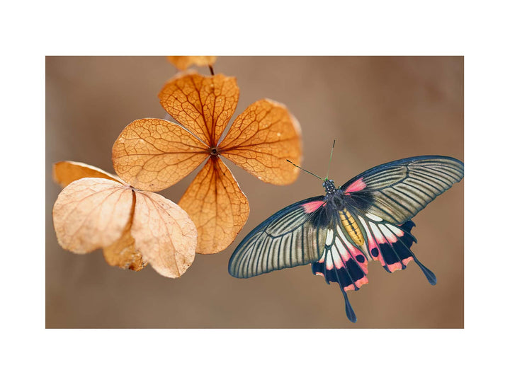  Butterfly & leaves Painting