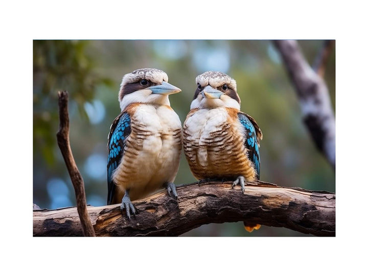 Laughing Kookaburra Pair 