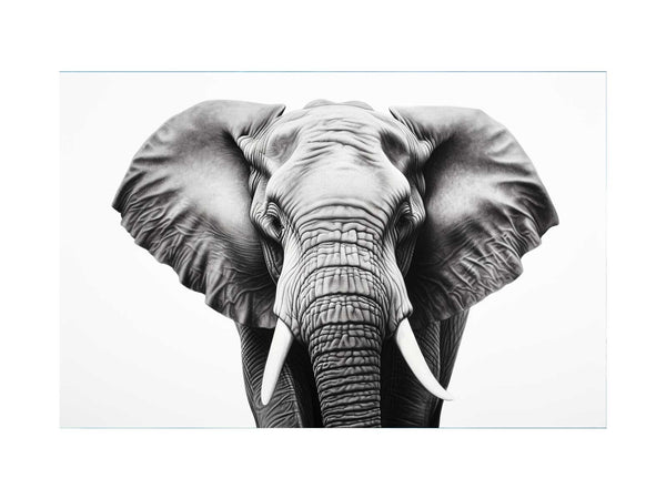 Elephant White And Black Art