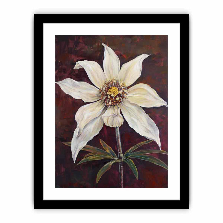 Flannel Flower  Art Print