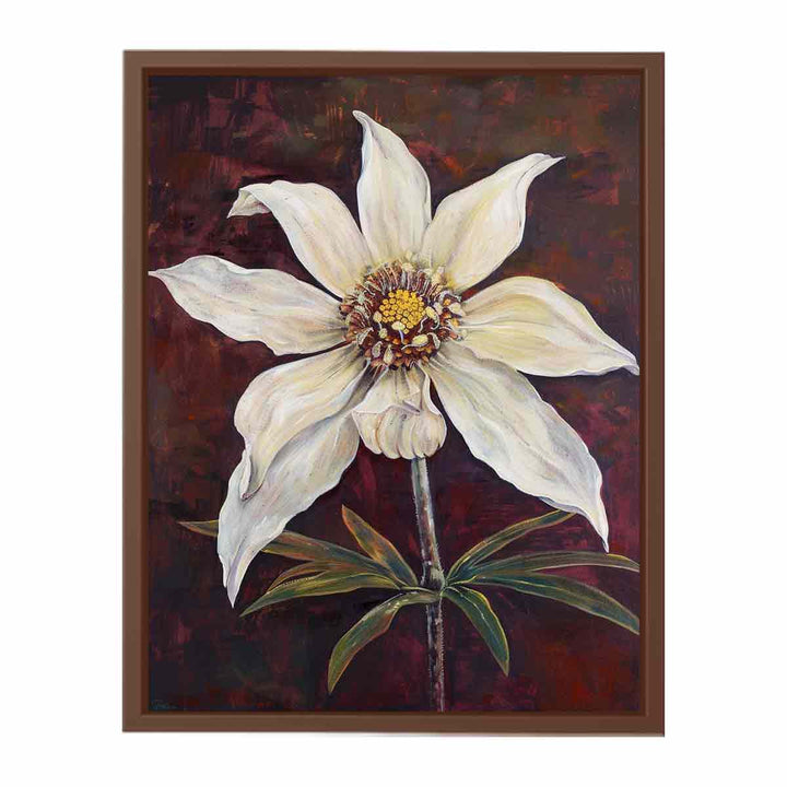 Flannel Flower  Poster