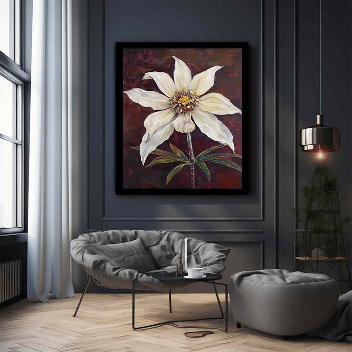 Flannel Flower 