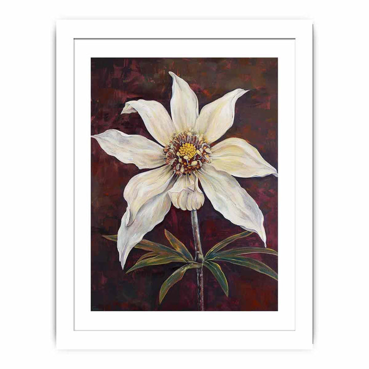 Flannel Flower Streched canvas