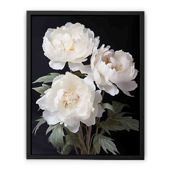 White Coral Peony Flower Art  canvas Print