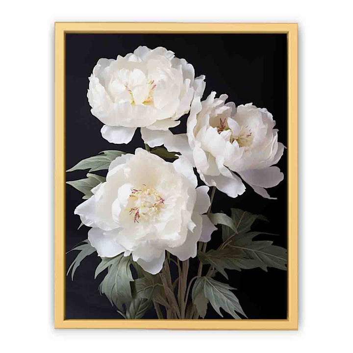 White Coral Peony Flower Art framed Print