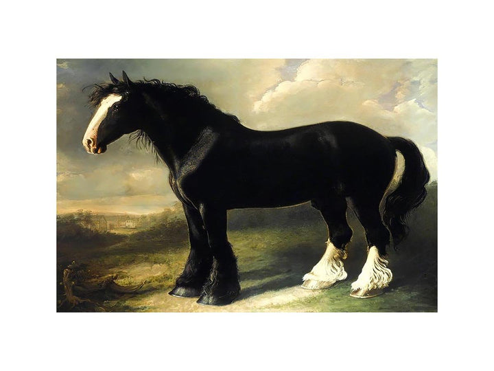 Old English Black Horse
