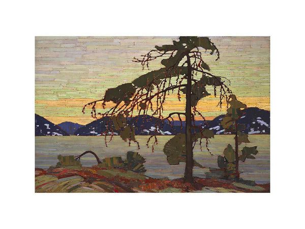 The Jack Pine
