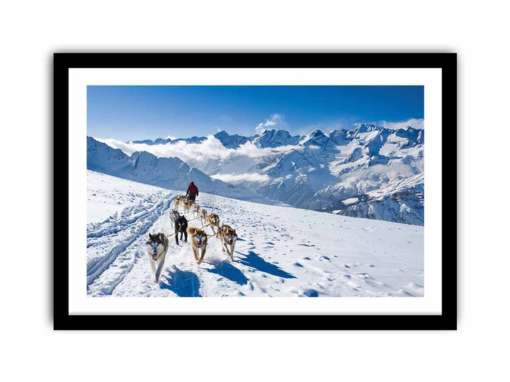 Dog Sledding  Art Print