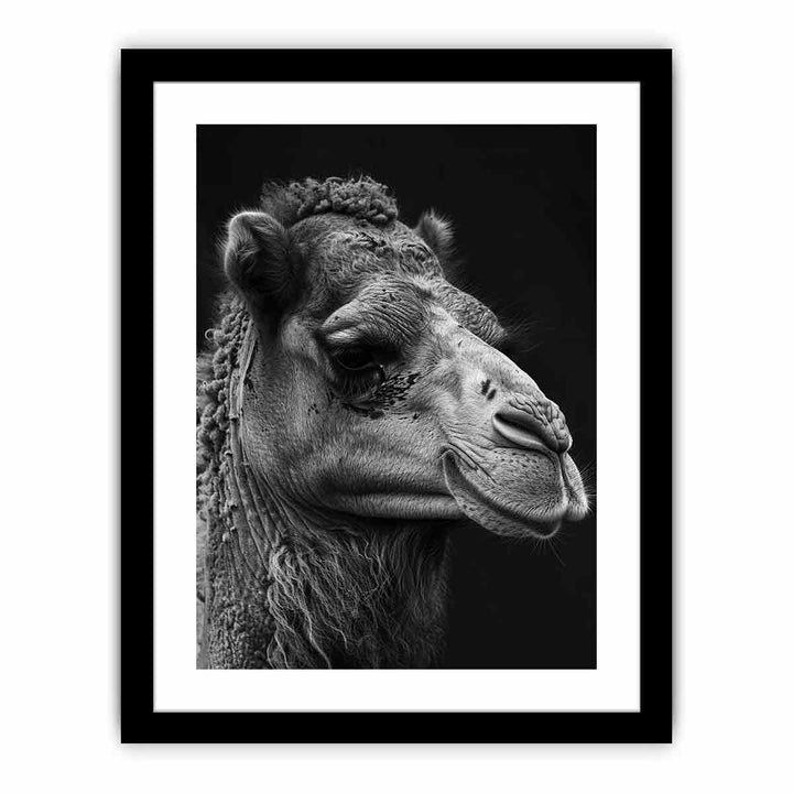 Camel  Art Print