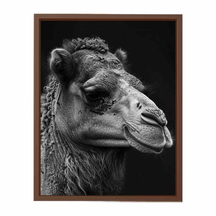 Camel  Poster