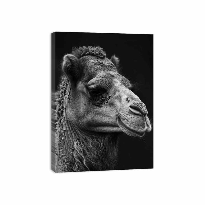 Camel Canvas Print