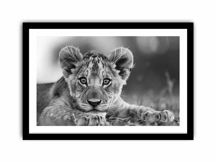 Baby Lion  Art Print