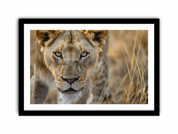 Stalking Lioness  Art Print