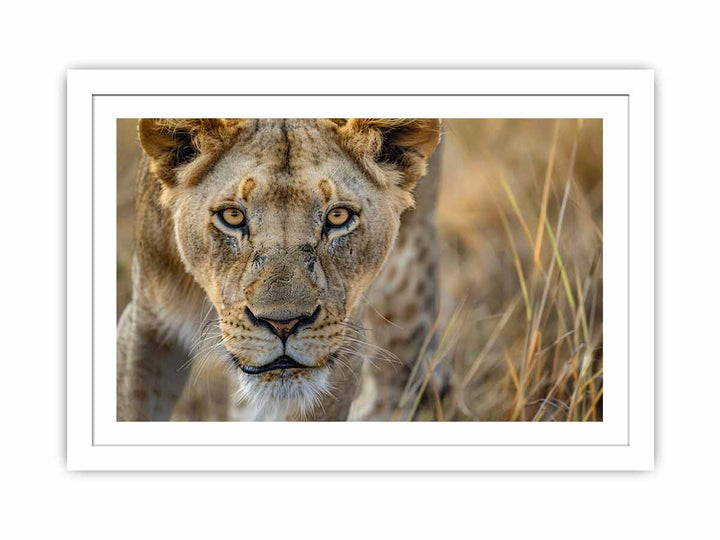 Stalking Lioness Streched canvas