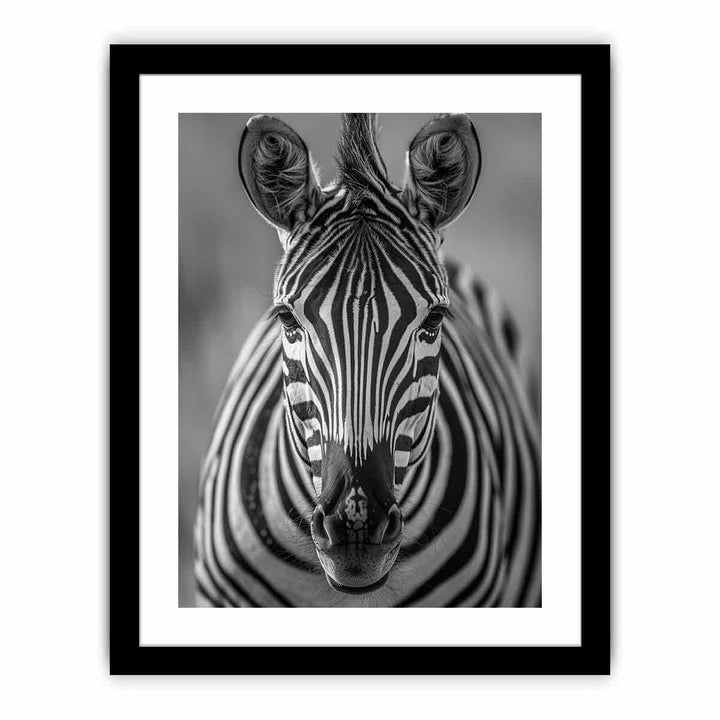 Zebra Stripes  Art Print