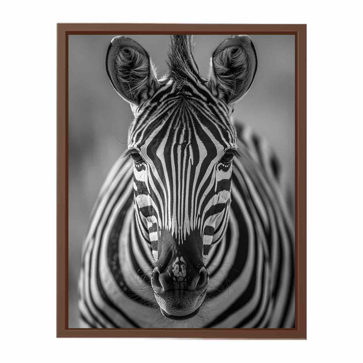 Zebra Stripes  Poster