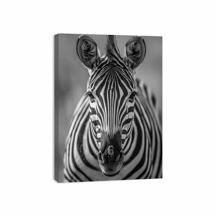 Zebra Stripes Canvas Print