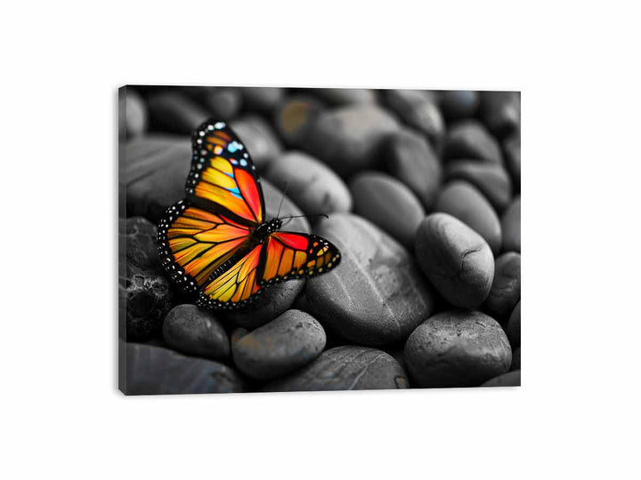 Butterfly on Pebles Canvas Print