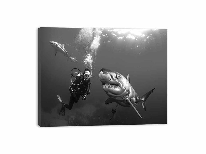 Shark  Canvas Print