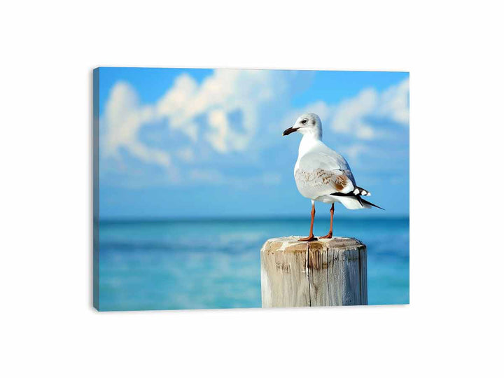 Seagull  Canvas Print