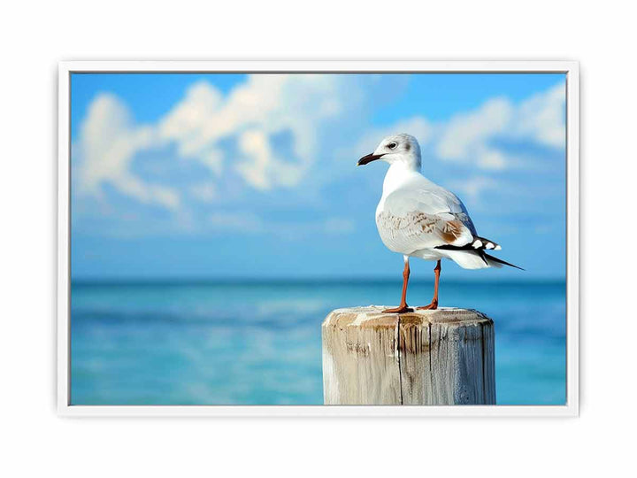 Seagull  Framed Print