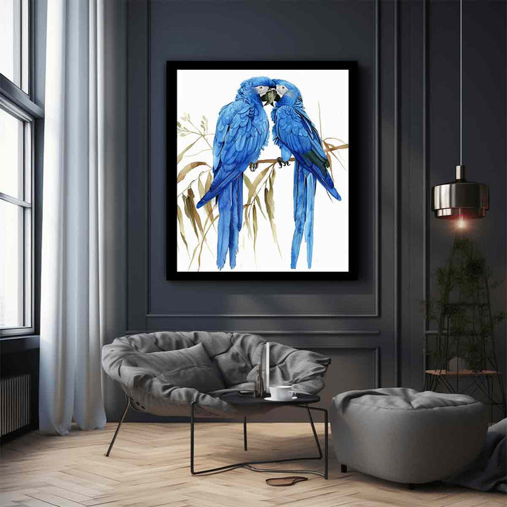 Hyacinth Macaw 