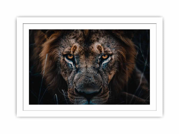 Lion  Streched canvas