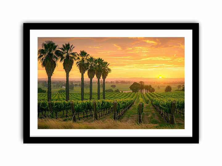 Adeliade  Vineyards  Art Print