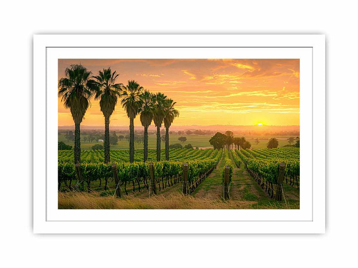 Adeliade  Vineyards Streched canvas