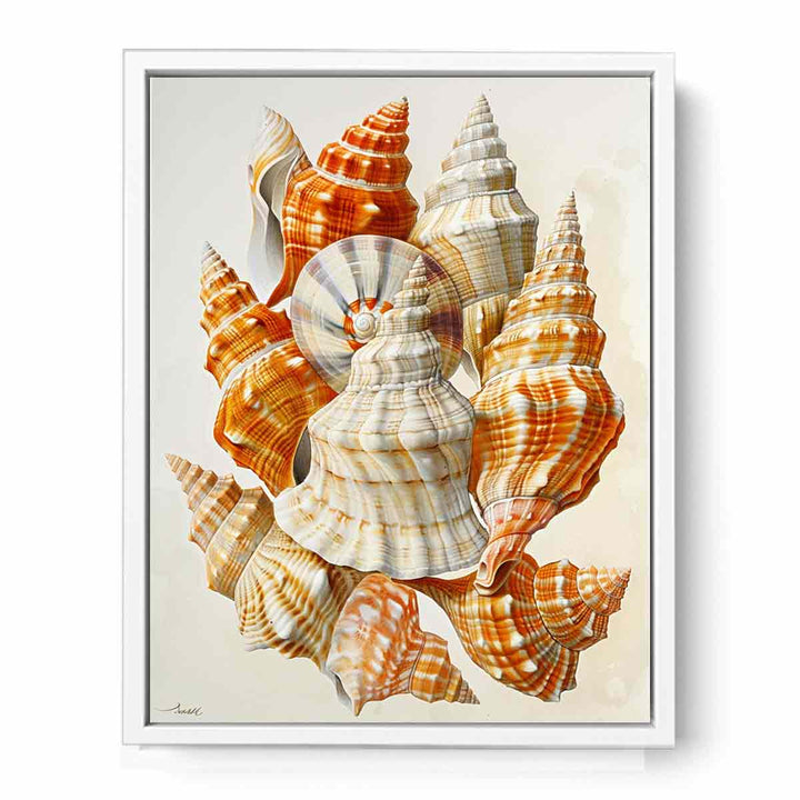 SHell  Framed Print