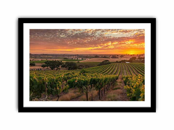 Barossa Vineyards  Art Print